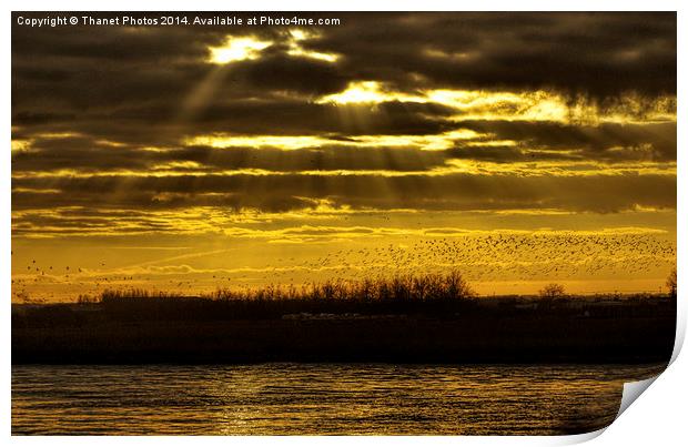 Birds at sunset Print by Thanet Photos
