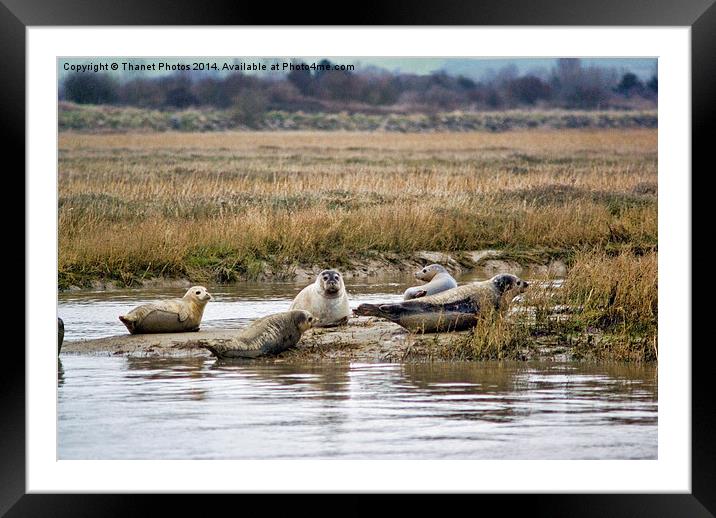Common Seal Framed Mounted Print by Thanet Photos