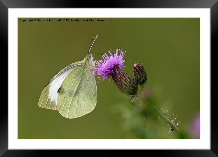 Flutterby Framed Mounted Print by Richard Mitchell