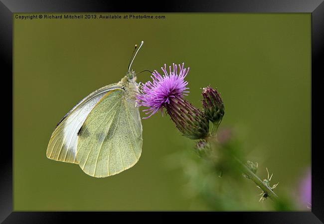 Flutterby Framed Print by Richard Mitchell