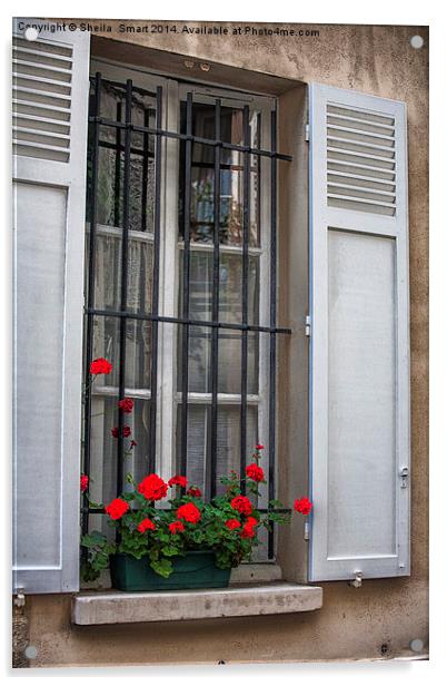 Geraniums in Paris window box Acrylic by Sheila Smart