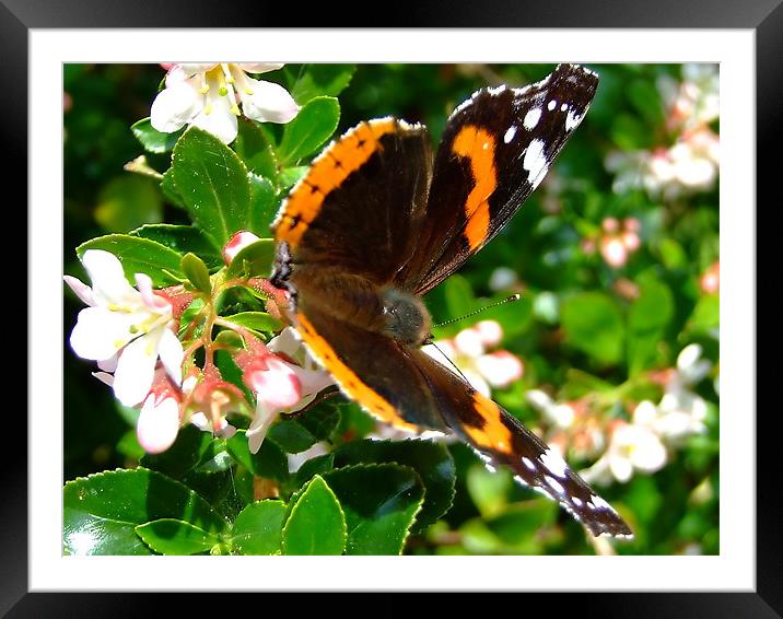 Red Admiral Framed Mounted Print by Julie Humphrey