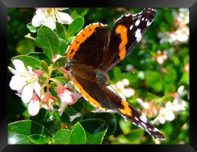 Red Admiral Framed Print by Julie Humphrey