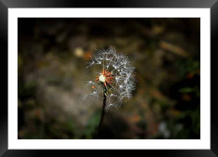 dandelion Framed Mounted Print by Cristian Budeanu