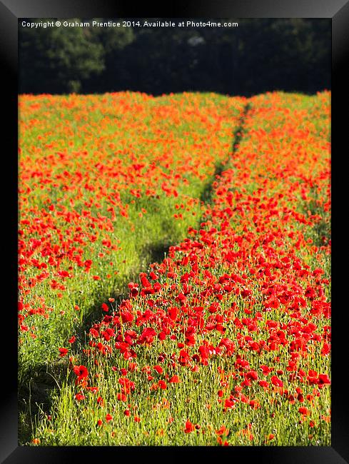 Poppy Field Framed Print by Graham Prentice