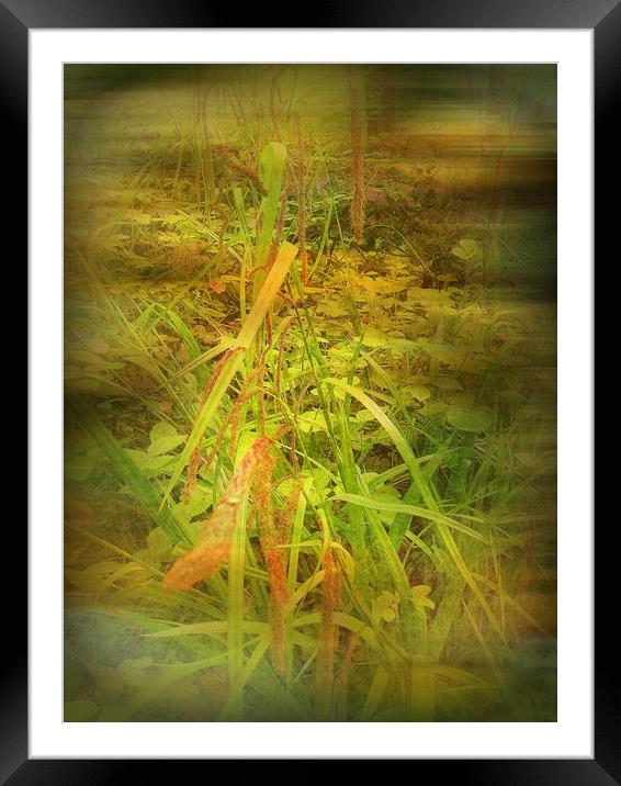 Secret Undergrowth. Framed Mounted Print by Heather Goodwin