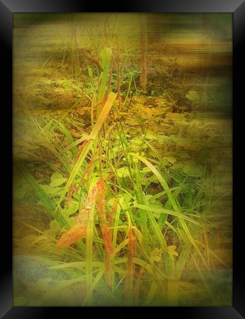 Secret Undergrowth. Framed Print by Heather Goodwin