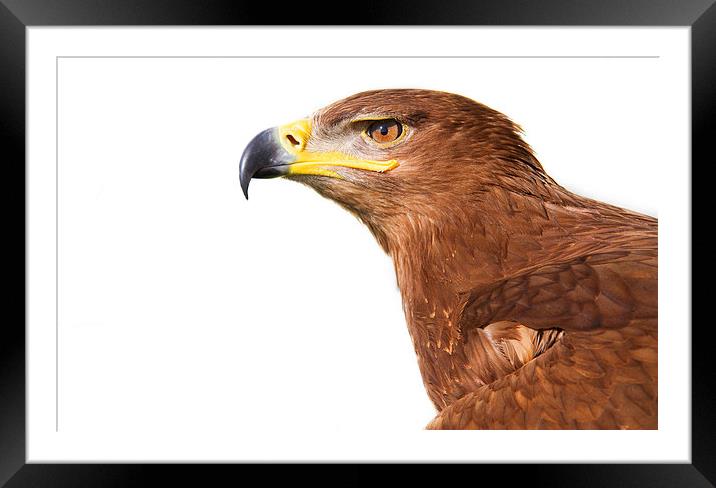 Steppe Eagle Framed Mounted Print by Paul Holman Photography