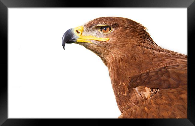 Steppe Eagle Framed Print by Paul Holman Photography