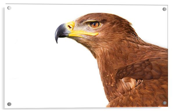 Steppe Eagle Acrylic by Paul Holman Photography