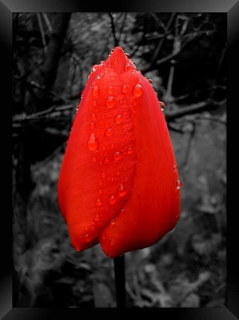 TULIP DROPS Framed Print by Jacque Mckenzie