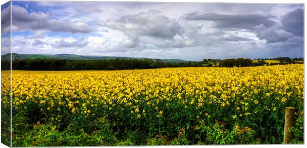 A Yellow and Pleasant Land Canvas Print by Tom Gomez