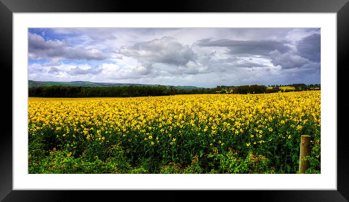 A Yellow and Pleasant Land Framed Mounted Print by Tom Gomez