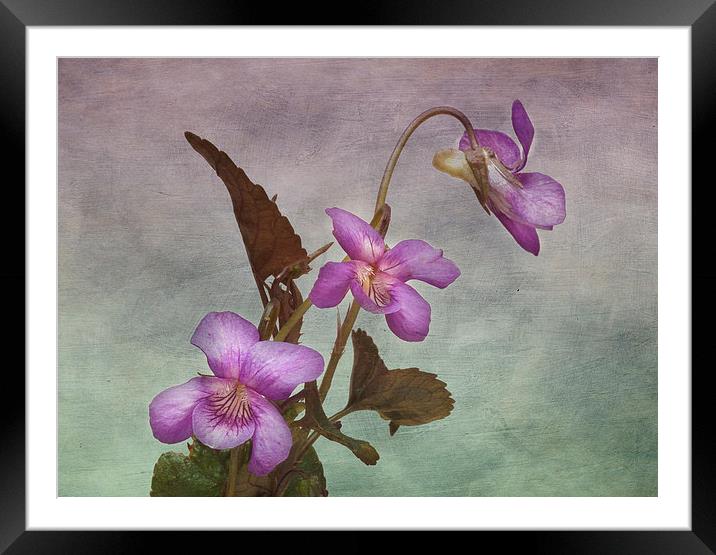 Enchanting Viola Labradorica Framed Mounted Print by Robert Murray