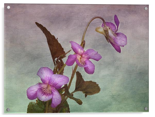 Enchanting Viola Labradorica Acrylic by Robert Murray