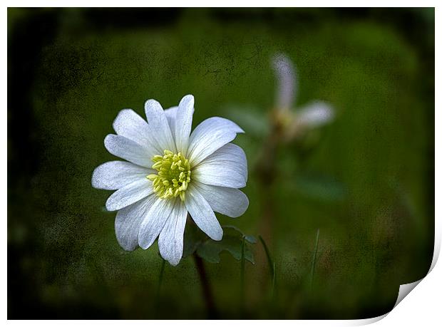 Anemone blanda - beauty in white. Print by Robert Murray