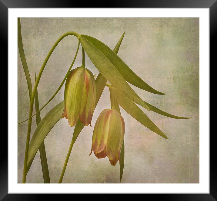 Tranquil Bells of Fritillaria Pontica Framed Mounted Print by Robert Murray