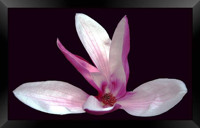 Magnolia #1 Framed Print by james balzano, jr.