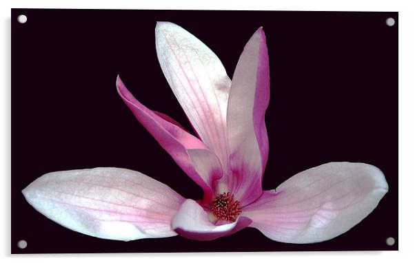 Magnolia #1 Acrylic by james balzano, jr.