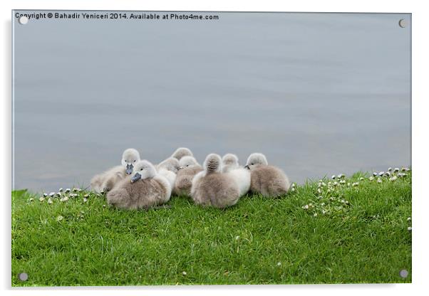 Cygnets Acrylic by Bahadir Yeniceri