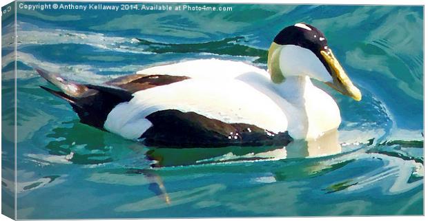 EIDER DUCK WITH OIL PAINTING EFFECT Canvas Print by Anthony Kellaway