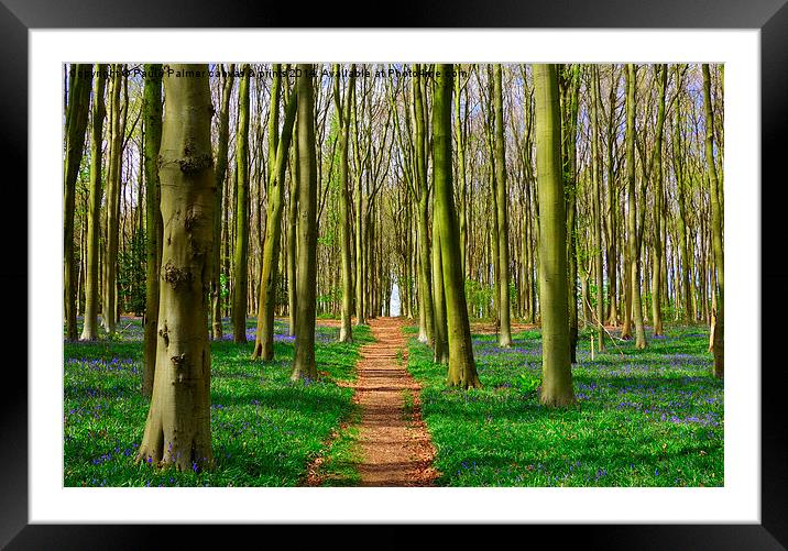 Classic bluebell wood scene Framed Mounted Print by Paula Palmer canvas