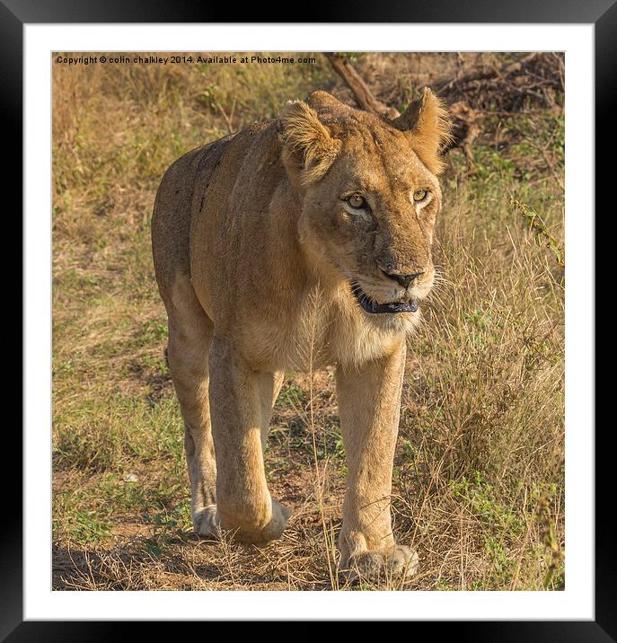 Lioness in South Africa Framed Mounted Print by colin chalkley