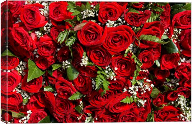 Red Roses Canvas Print by Peter West