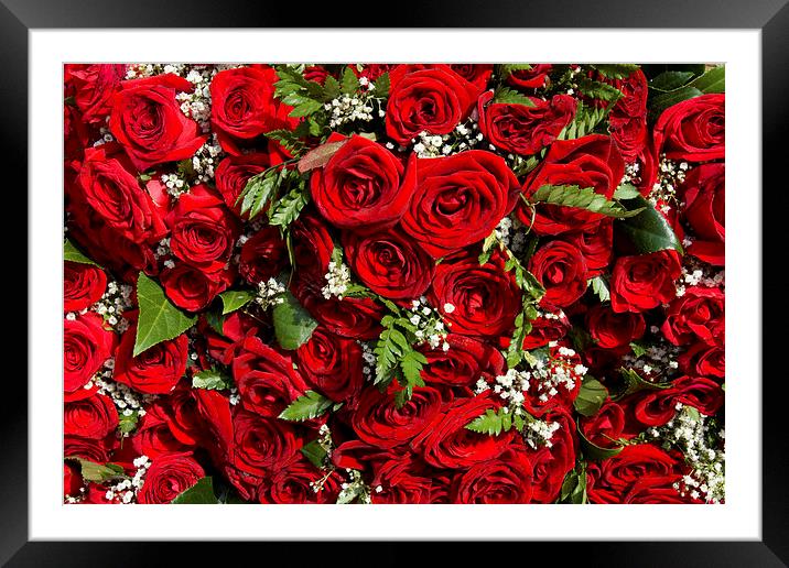 Red Roses Framed Mounted Print by Peter West