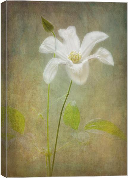 Tranquil White Clematis "Huldine". Canvas Print by Robert Murray