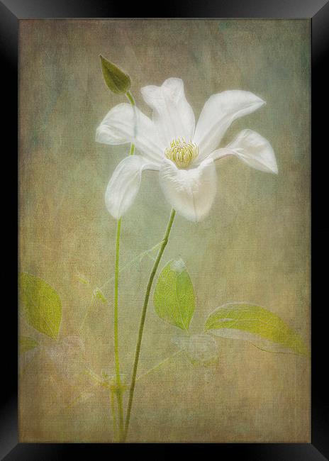 Tranquil White Clematis "Huldine". Framed Print by Robert Murray