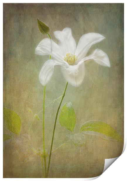 Tranquil White Clematis "Huldine". Print by Robert Murray