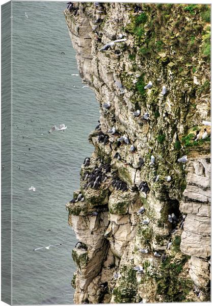 Bempton Cliffs Canvas Print by Tom Gomez