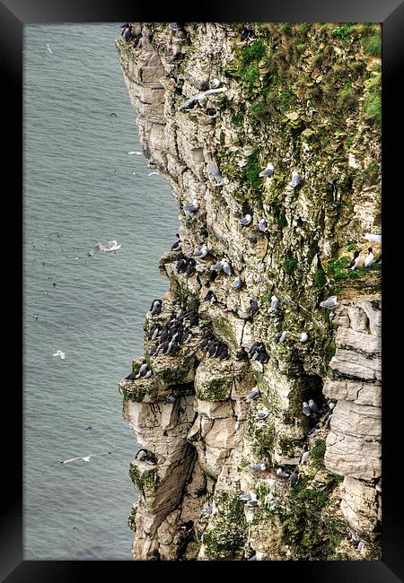Bempton Cliffs Framed Print by Tom Gomez