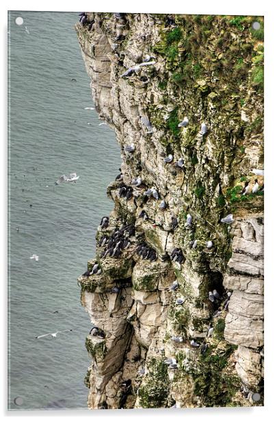 Bempton Cliffs Acrylic by Tom Gomez