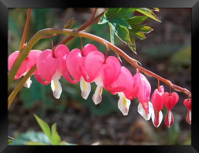 Bleeding Hearts Framed Print by Helene  Newing