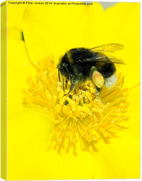 Bumble Bee Collecting Nectar Canvas Print by Peter Jordan