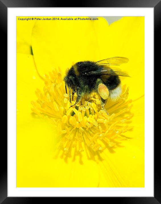 Bumble Bee Collecting Nectar Framed Mounted Print by Peter Jordan