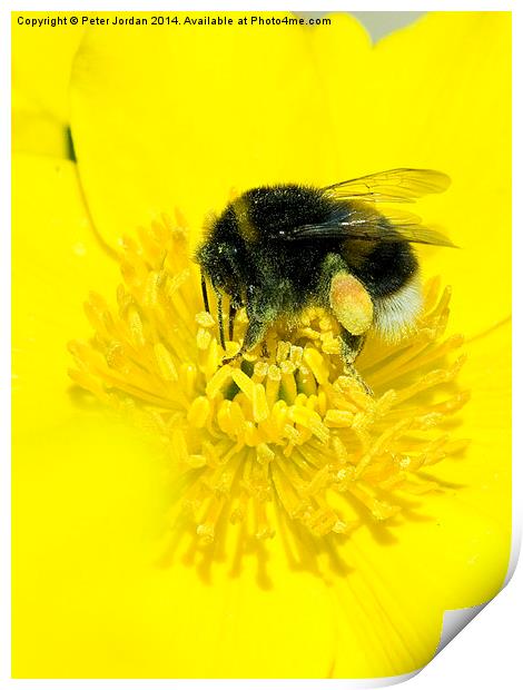 Bumble Bee Collecting Nectar Print by Peter Jordan