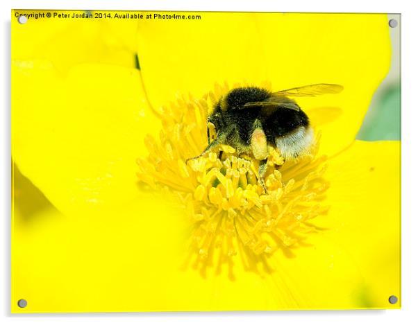 Bumble Bee Collecting Nectar Acrylic by Peter Jordan