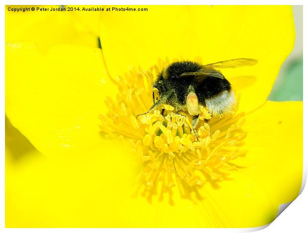 Bumble Bee Collecting Nectar Print by Peter Jordan