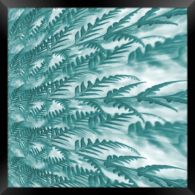 frosted fern Framed Print by Heather Newton
