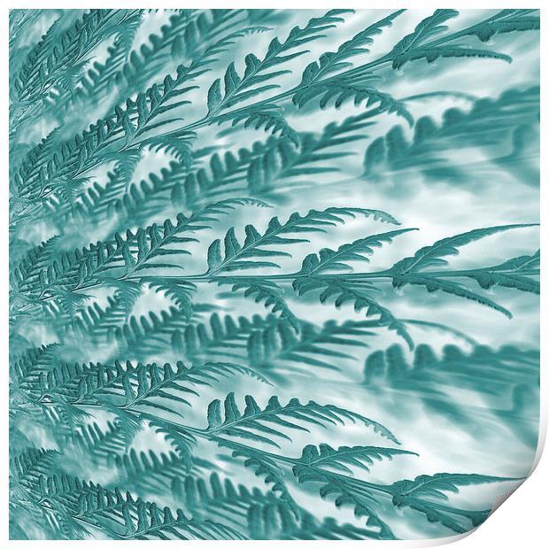 frosted fern Print by Heather Newton