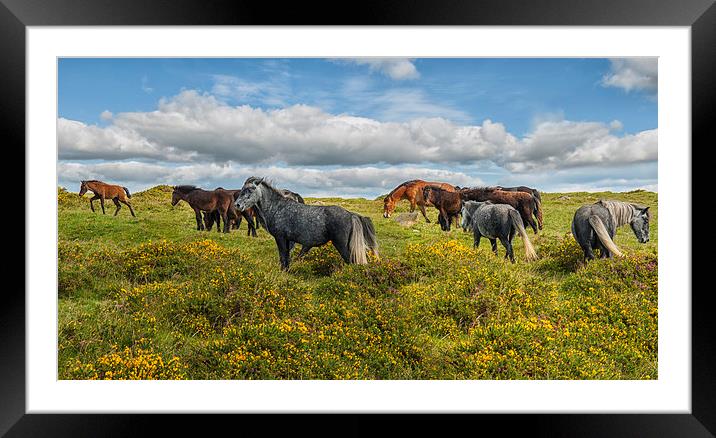 Dartmoor Ponies Framed Mounted Print by Abdul Kadir Audah
