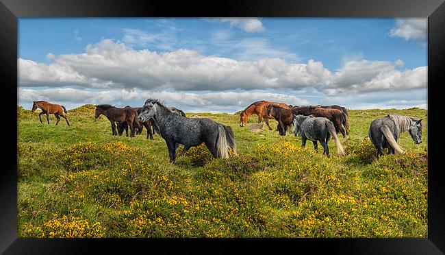 Dartmoor Ponies Framed Print by Abdul Kadir Audah