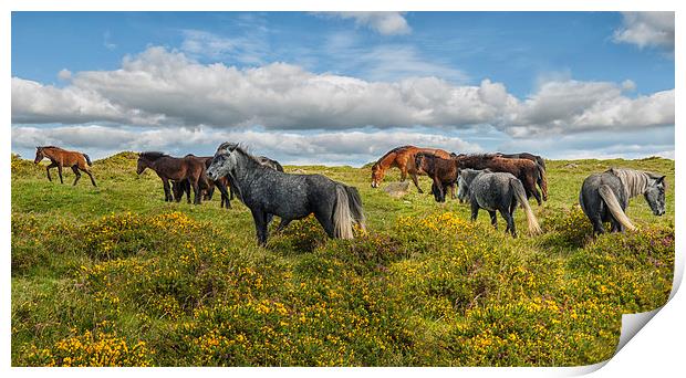 Dartmoor Ponies Print by Abdul Kadir Audah