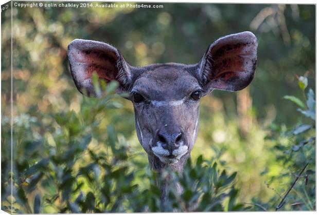 Female Kudu in South Africa Canvas Print by colin chalkley