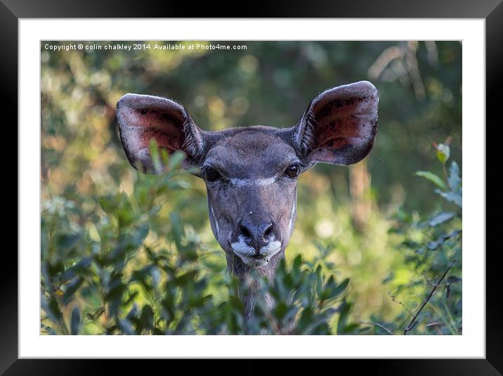 Female Kudu in South Africa Framed Mounted Print by colin chalkley