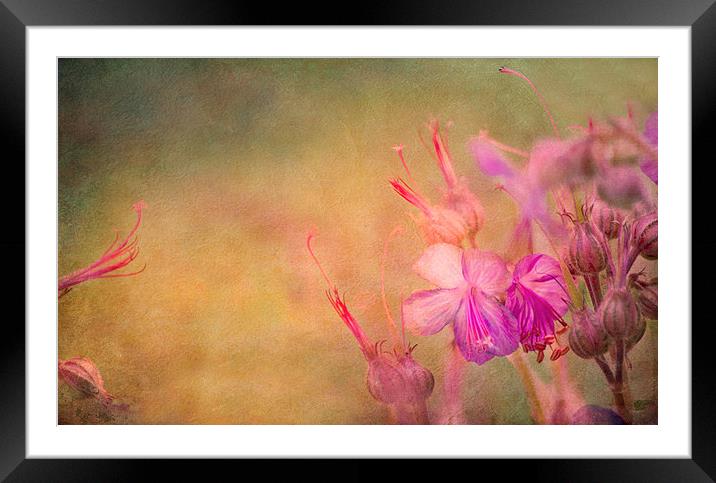 Natures Wallpaper Framed Mounted Print by Dawn Cox