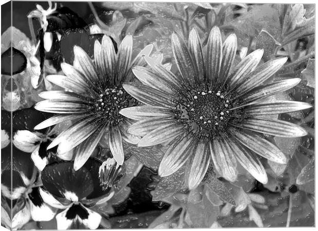 Flower in monochrome Canvas Print by Robert Gipson